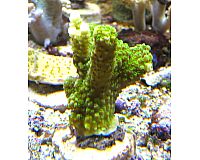 Acropora tumida ( Enzmann Koralle) 