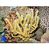 Korallenableger- Isis hippuris Hornkoralle