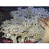 Korallenableger mit Versand- weiße Xenia umbellata