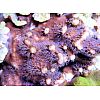 Korallenableger-  Heliopora coerulea
