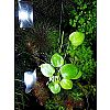 Froschbiss, Aquariumpflanze, Versand/ Abholung
