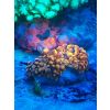 Meerwasser Ableger Korallen Acropora SPS LPS Caulastrea Euphylia