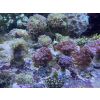 Meerwasser Ableger Korallen Acropora SPS LPS Caulastrea Euphylia
