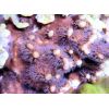 Korallenableger-  Heliopora coerulea