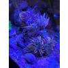 Meerwasser Koralle Eupyillia glabrescens Golden Torch „New York Knicks“