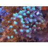 Meerwasser XXL SPS Pocillopora damicornis Bicolor Himbeerkoralle Koralle 8x8cm Korallenstock Ableger