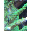 Acropora Tumida Enzmann SPS (neon grün) Meerwasser Koralle