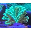 Meerwasser LPS Neon Hydnophora grandis Pickelkoralle Ableger Koralle