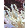 Weichkoralle Sinularia asterolobata Meerwasser Hellgrün Koralle Ableger