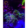 Verschiedene Korallen Euphyllia, Montopora  Zoanthus 