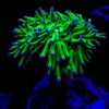 Euphyllia glabrescens toxic Green  Meerwasser Koralle