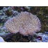 Weichkorallen, Korallen Ableger 