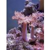 Keniabäumchen, Weichkorallen, Korallen, Ableger, Salzwasser, Aquarium
