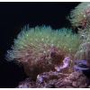 Affenhaar Ableger Korallen Salzwasser Aquarium