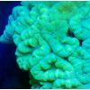 Caulastrea furcata Korallen Ableger Meerwasser