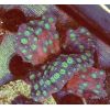 Echinopora Lamellosa Korallen Ableger