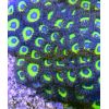 Zoanthus Mean Green Korallen Ableger