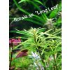 ❗Rarität❗Rotala sp. "Long Leaf" Aquariumpflanzen