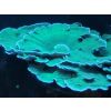 Meerwasser Korallen Ableger LPS montipora Platte grün große Stücke