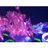 Koralle Goniopora rot mit Blauen Mund