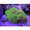 Meerwasser Briareum Röhrenkoralle Ableger 4-5cm Korallen