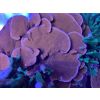 Korallenableger und Anemone abzugeben 