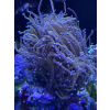 Korallenpaket Beckenauflösung: Golden Torch, Acropora sp dark blue + Green slimer, Seriotpora hystrix, Blastomusa violett