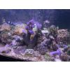 Meerwasseraquarium komplett 120 Liter