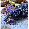 Meerwasser - Conomurex luhuanus Schnecken gegen Cyanos zu verkaufen