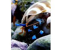 Merwasser: Calcinus elegans - Blauer Halloween-Einsiedlerkrebs