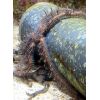 Meerwasser: Ophiomastix annulosa oder auch rostroter Schlangenstern