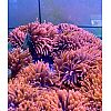 Kupferanemone – Entacmaea quadricolor
