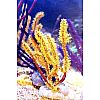 Meerwasser: Gorgonie - Menella sp. - Gorgonia Yellow Polyp