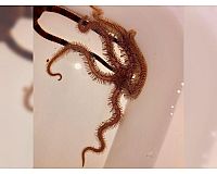 Meerwasser: Rostroter Schlangenseestern -Ophiomastix annulosa zu verkaufen