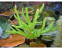 Acropora tumida ( Enzmann Koralle) 