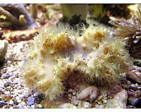 Korallenableger- Sinularia dura