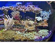 Korallenbestand aus Beckenauflösung incl. Aquarium - Sinntal