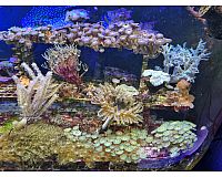 Korallenbestand aus Beckenauflösung incl. Aquarium