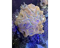 Auflösung 550L Meerwasseraquarium 