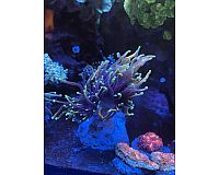 Euphyllia Glabrescens Dragon Soul 2 Köpfe Meerwasser Koralle