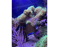 Pilzleder Koralle