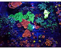 Korallenableger /Meerwasser