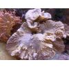 Diverse Korallen 