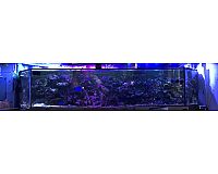 Meerwasser Aquarium 3 x 0,7 x 0,7 Meter komplett inkl. Besatz