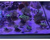 Meerwasser Korallen Ableger SPS LPS