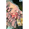 Korallenstöcke abzugeben