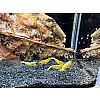 Yellow Fishbone / Galaxy Yellow Fishbone Garnelen 