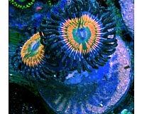 Zoanthus Sunny Delight Krustenanemonen Korallen Ableger