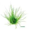 Dennerle Lilaeopsis mauritiana - Mauritius - Graspflanze
