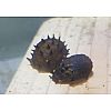 10 Fruit Snail, Neritina juttingae - Stachelige Rennschnecke